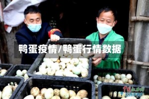 鸭蛋疫情/鸭蛋行情数据