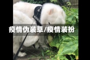 疫情伪装草/疫情装扮