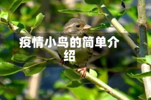 疫情小鸟的简单介绍