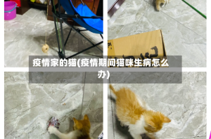疫情家的猫(疫情期间猫咪生病怎么办)
