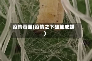 疫情蚕茧(疫情之下破茧成蝶)