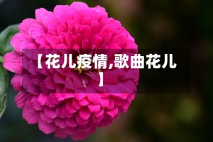 【花儿疫情,歌曲花儿】