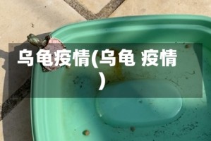 乌龟疫情(乌龟 疫情)