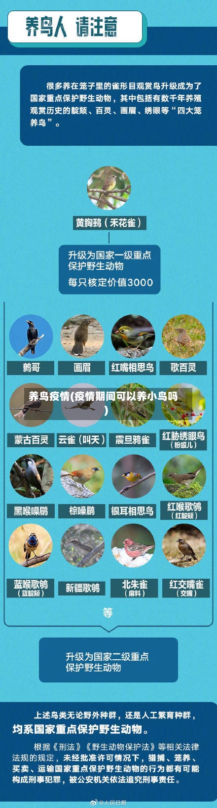 养鸟疫情(疫情期间可以养小鸟吗)-第3张图片