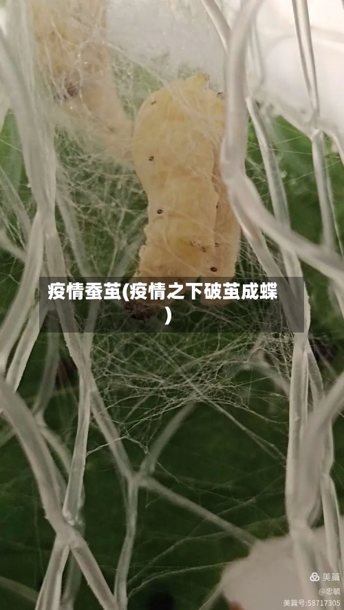 疫情蚕茧(疫情之下破茧成蝶)-第1张图片