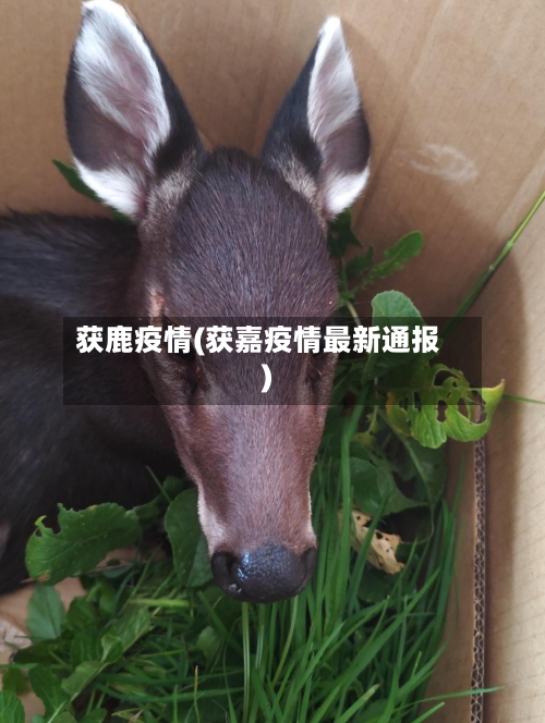 获鹿疫情(获嘉疫情最新通报)-第1张图片