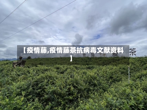 【疫情藤,疫情藤茶抗病毒文献资料】-第1张图片