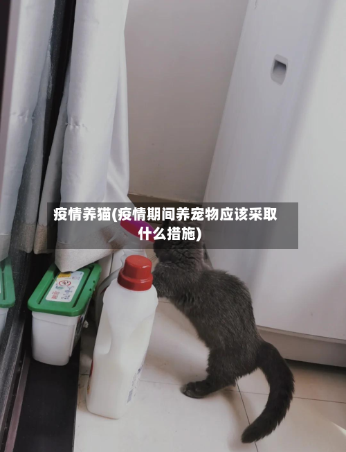 疫情养猫(疫情期间养宠物应该采取什么措施)-第1张图片