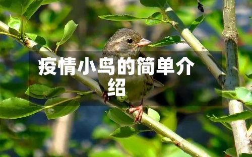 疫情小鸟的简单介绍-第1张图片